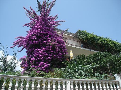 Apartment Knez Trogir Exterior foto